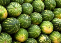 Official blames Arab unfriendliness for return of exported watermelons