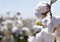 Iran unveils first genetically modified cotton