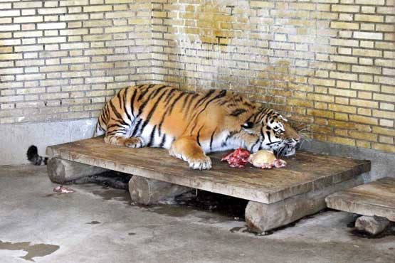 Quarantined Amur tiger to be homed in Qazvin