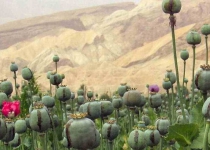 Poppy fields destroyed in Chaharmahal