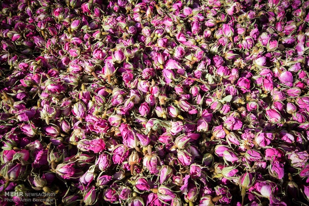 Iran, greatest producer of rosewater