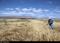 Photos: Traditional wheat harvest in Irans Ardabil  <img src="https://cdn.theiranproject.com/images/picture_icon.png" width="16" height="16" border="0" align="top">
