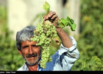 Photos: Grape production in Irans northeastern province of north Khorasan  <img src="https://cdn.theiranproject.com/images/picture_icon.png" width="16" height="16" border="0" align="top">