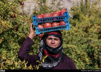 Photos: Pomegranate harvest in western Iran  <img src="https://cdn.theiranproject.com/images/picture_icon.png" width="16" height="16" border="0" align="top">