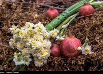 Photos: Daffodil farms in Shiraz  <img src="https://cdn.theiranproject.com/images/picture_icon.png" width="16" height="16" border="0" align="top">