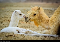 Photos: Iran marks National Animal Day  <img src="https://cdn.theiranproject.com/images/picture_icon.png" width="16" height="16" border="0" align="top">
