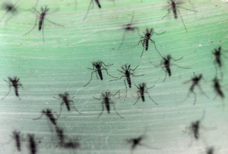 Zika virus disease non-existent in Iran