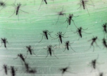 Zika virus disease non-existent in Iran