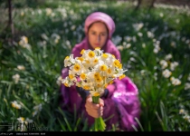 Photos: Daffodil festival in Irans Fars province  <img src="https://cdn.theiranproject.com/images/picture_icon.png" width="16" height="16" border="0" align="top">