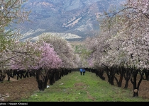 Photos: Spring blossoms in Shiraz  <img src="https://cdn.theiranproject.com/images/picture_icon.png" width="16" height="16" border="0" align="top">