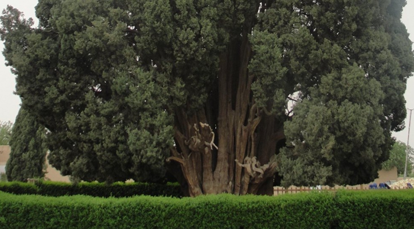 Peer of the Pyramids: Worlds second oldest tree lives in Iran