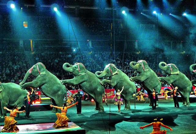 Iran becomes 9th country to ban animal acts in circuses