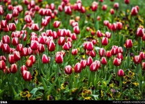 Photos: Spring tulips in Mashhad  <img src="https://cdn.theiranproject.com/images/picture_icon.png" width="16" height="16" border="0" align="top">