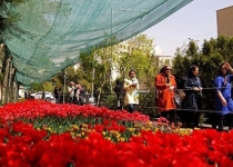 In Loving Memory: Doctor in Tehran plants 30,000 tulips for late mother