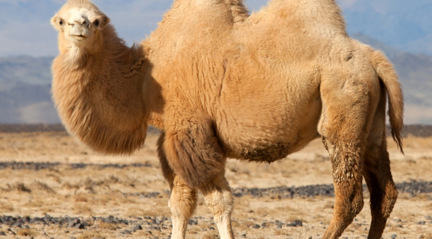 Bactrian camels on the brink