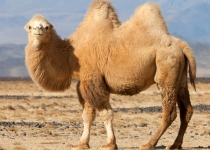 Bactrian camels on the brink