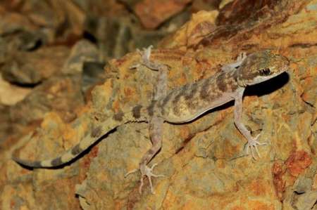 Researchers discover new type of lizard for first time in Hormuzgan