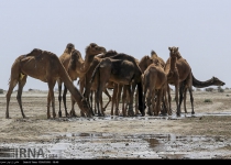 Photos: Jazmourian Wetland  <img src="https://cdn.theiranproject.com/images/picture_icon.png" width="16" height="16" border="0" align="top">