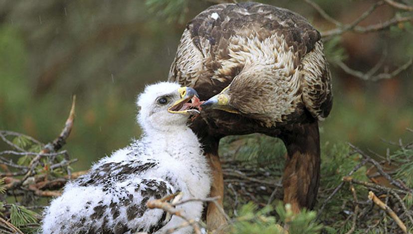 Two golden eaglets die in Lorestan