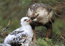 Two golden eaglets die in Lorestan