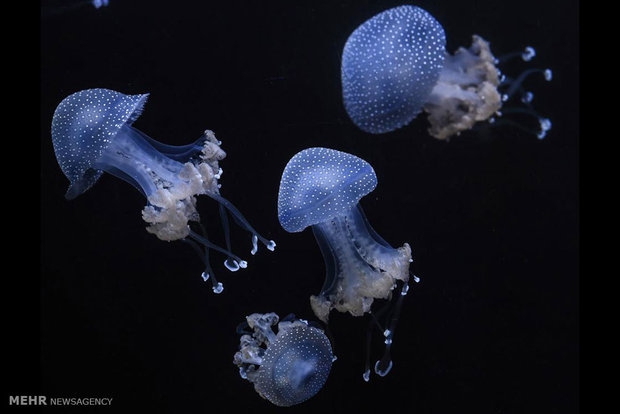 Iranian researchers use jellyfish protein for solar cells