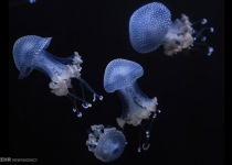 Iranian researchers use jellyfish protein for solar cells