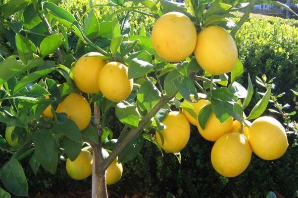 Irans lemon output up by 8%