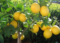 Irans lemon output up by 8%