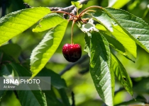 Photos: Cherry harvest in Ardabil  <img src="https://cdn.theiranproject.com/images/picture_icon.png" width="16" height="16" border="0" align="top">