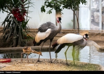 Photos: The birth of an endangered bird in Tehran  <img src="https://cdn.theiranproject.com/images/picture_icon.png" width="16" height="16" border="0" align="top">