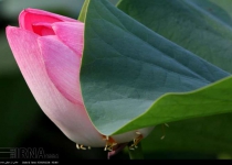 Photos: Caspian Lotus flowers in Anzali Lagoon  <img src="https://cdn.theiranproject.com/images/picture_icon.png" width="16" height="16" border="0" align="top">