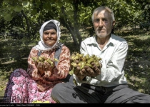 Photos: Hazelnut Harvest in Northern Iranian Village  <img src="https://cdn.theiranproject.com/images/picture_icon.png" width="16" height="16" border="0" align="top">