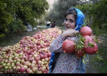 Photos: Pomegranate harvest in Northern Iran  <img src="https://cdn.theiranproject.com/images/picture_icon.png" width="16" height="16" border="0" align="top">