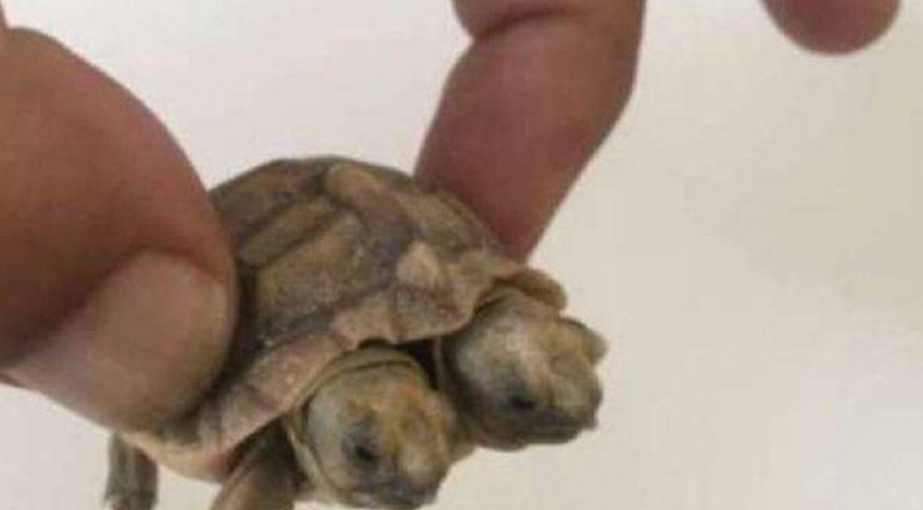 Natures wonders: Two-Headed turtle born in Iran