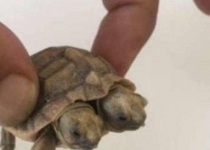Natures wonders: Two-Headed turtle born in Iran