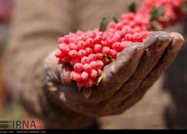 Photos: Barberry harvest in South Khorasan province  <img src="https://cdn.theiranproject.com/images/picture_icon.png" width="16" height="16" border="0" align="top">