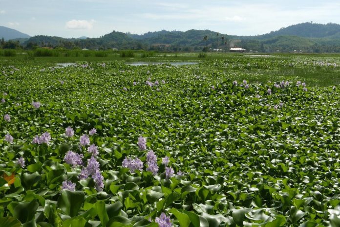 Water Hyacinth, threat to Iranian freshwater resources