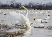 Photos: Migratory birds in Iranian wetlands  <img src="https://cdn.theiranproject.com/images/picture_icon.png" width="16" height="16" border="0" align="top">