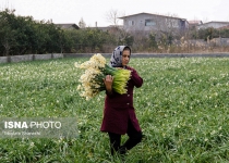 Photos: Daffodil farms in Jouybar  <img src="https://cdn.theiranproject.com/images/picture_icon.png" width="16" height="16" border="0" align="top">
