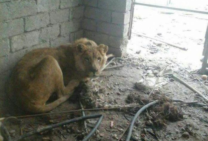 ISIS shows no mercy even to poor animals in Mosul Zoo