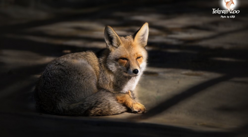 The importance of common fox in Iran