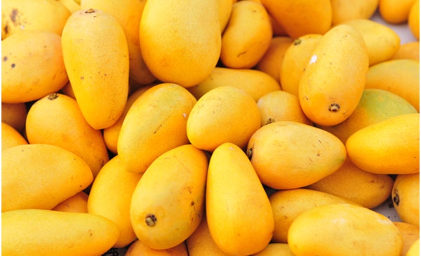 North Indian mangoes may head for Iran this year