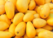 North Indian mangoes may head for Iran this year