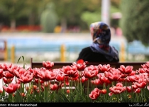Photos: Tehran parks festooned with Tulips in spring  <img src="https://cdn.theiranproject.com/images/picture_icon.png" width="16" height="16" border="0" align="top">