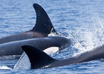 DOE confirms Orca sightings off Bushehr coasts