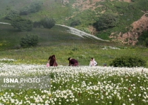 Photos: Chamomile season in northwestern Iran  <img src="https://cdn.theiranproject.com/images/picture_icon.png" width="16" height="16" border="0" align="top">