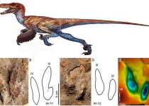 Traces of feathered Dinosaur found in Iran