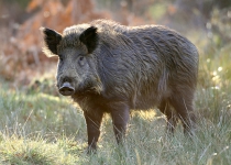 Iran to issue boar hunting permits for foreigners