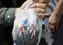 Iranian police seize carrier pigeons used to smuggle drugs
