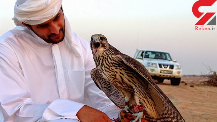 Playing with Iranian raptors, popular entertainment of Arab Sheikhs